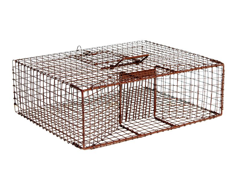 Pigeon Trapping in Cages