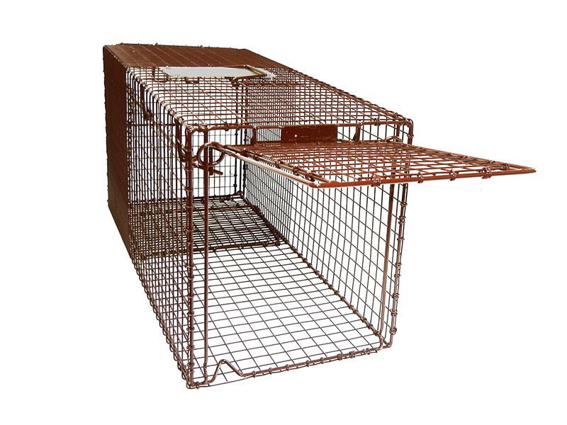 eXuby Large Cat Trap for Stray / Feral Cats & Other Animals - 31x12x —  Product Prodigy Online Store