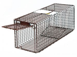 Where to Get Traps – Laurel Cats