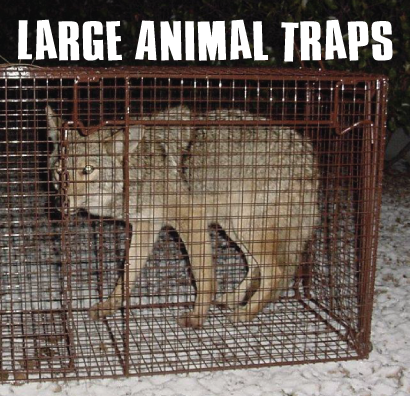 Tomahawk Model 610C Rigid Trap w Easy Release Door for Large Dogs and  Coyotes 72x20x26